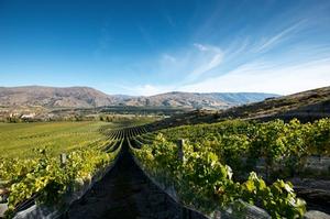 Akarua vineyard 